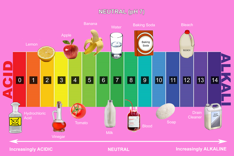 The pH scale showing examples 